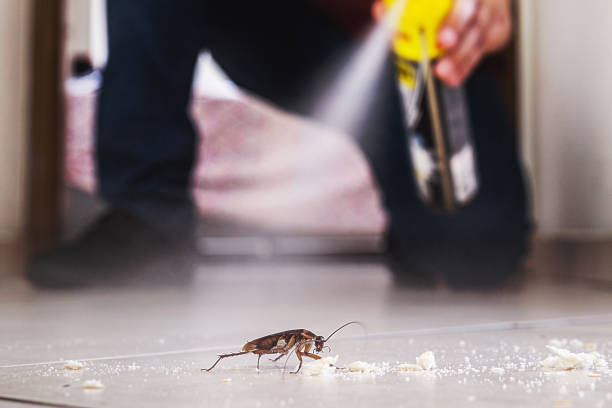 Flea Control Services in Griffith, IN